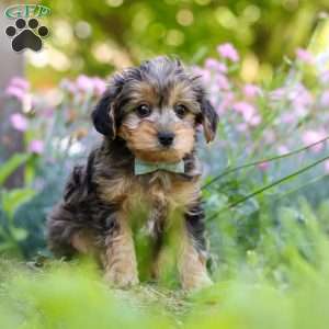 Lincoln, Yorkie Poo Puppy